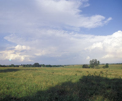 pasture scene