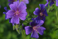 purple flowers